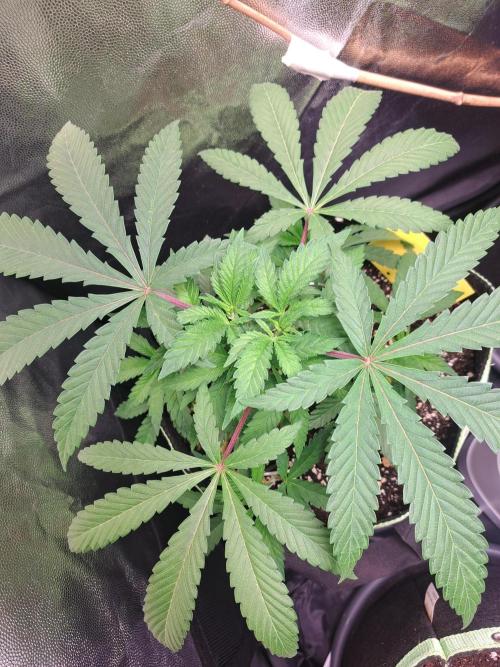 Painkiller XL 1:1. Week 6