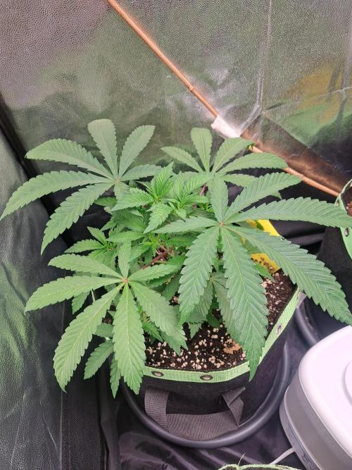 Painkiller XL 1:1. Week 6