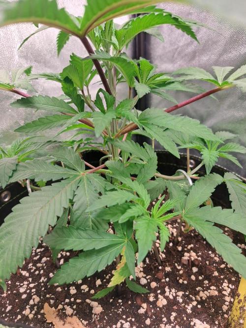 Painkiller XL 1:1. Week 6