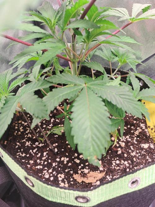 Painkiller XL 1:1. Week 6