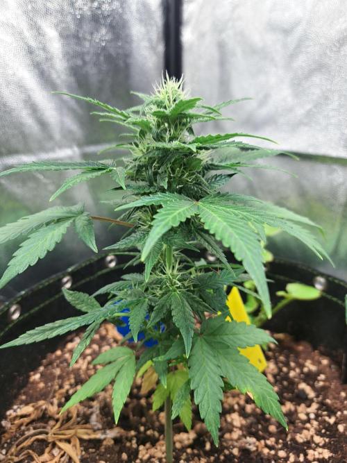 Wedding cake/nebenbei. Week 9
