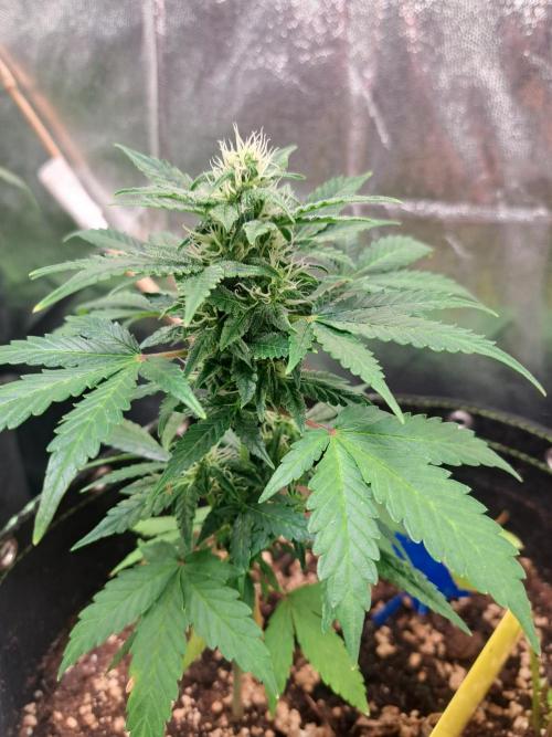 Wedding cake/nebenbei. Week 9