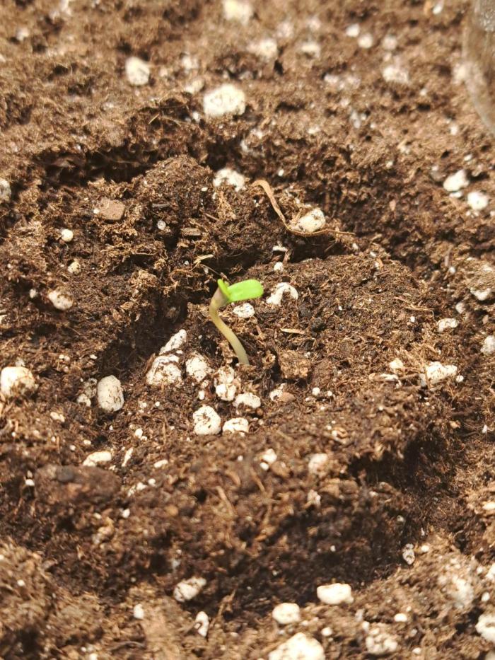 Milky way F1 auto - nebenher. Week 0