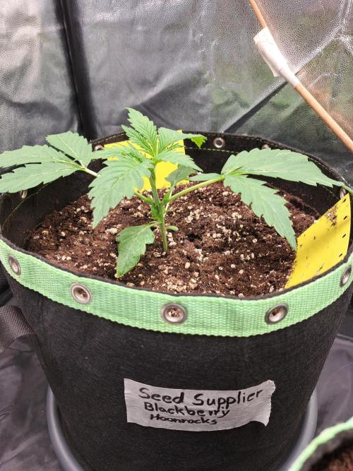 Blackberry Moonrocks. Week 3