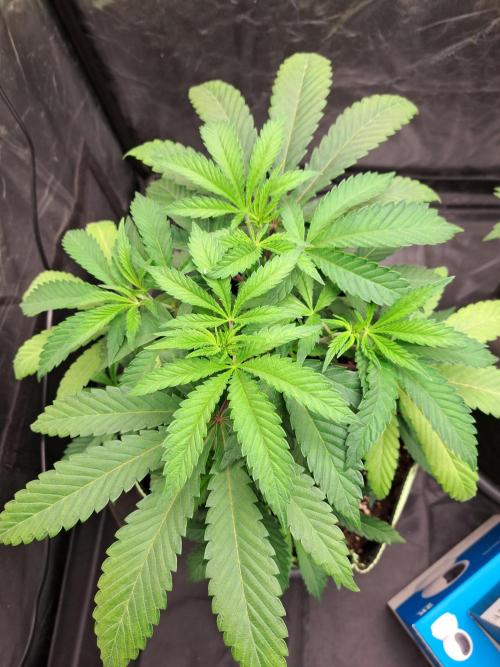 Painkiller XL 1:1. Week 7