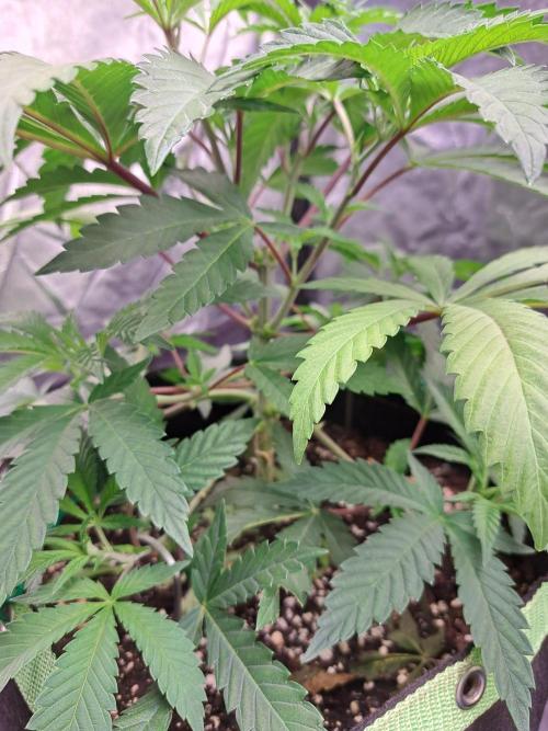 Painkiller XL 1:1. Week 7