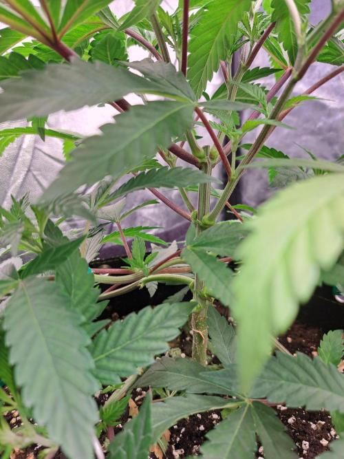 Painkiller XL 1:1. Week 7