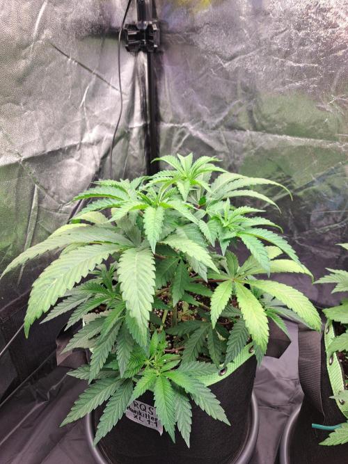 Painkiller XL 1:1. Week 7