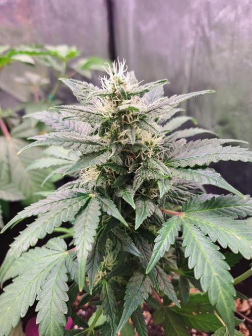 Wedding cake/nebenbei. Week 10