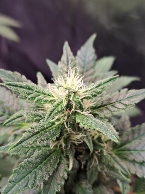 Wedding cake/nebenbei. Week 10