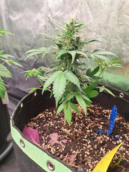 Wedding cake/nebenbei. Week 10