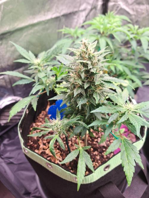 Wedding cake/nebenbei. Week 11