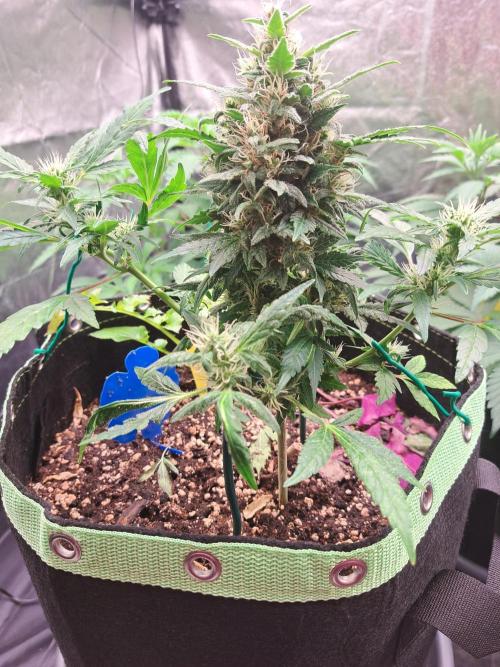 Wedding cake/nebenbei. Week 11