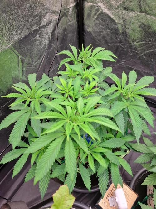 Painkiller XL 1:1. Week 8