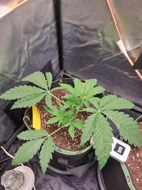 Blackberry Moonrocks. Week 4