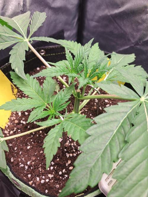 Blackberry Moonrocks. Week 4