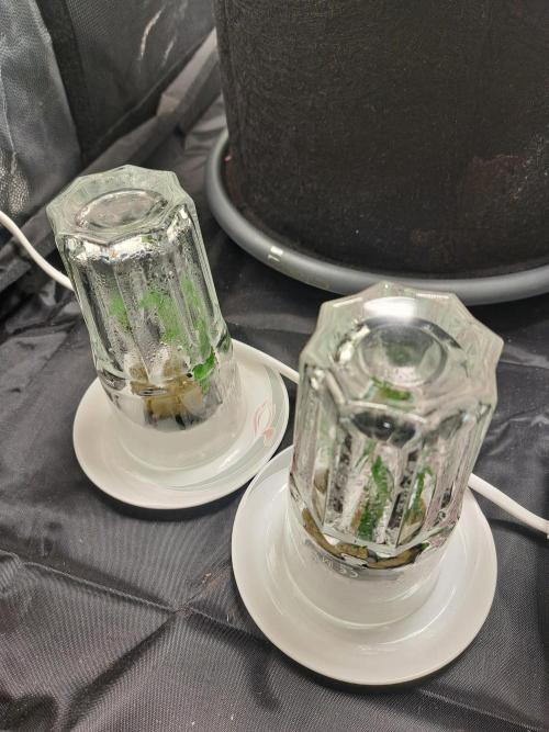 Blackberry Moonrocks. Week 4