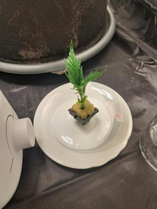 Blackberry Moonrocks. Week 4