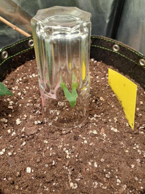 Milky way F1 auto - nebenher. Week 1