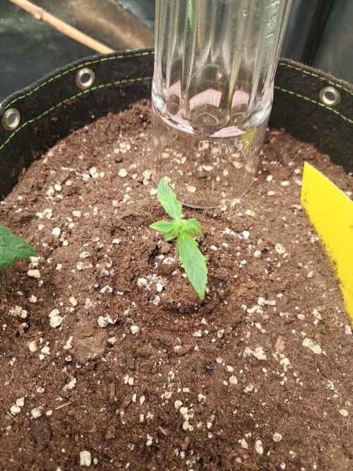 Milky way F1 auto - nebenher. Week 1