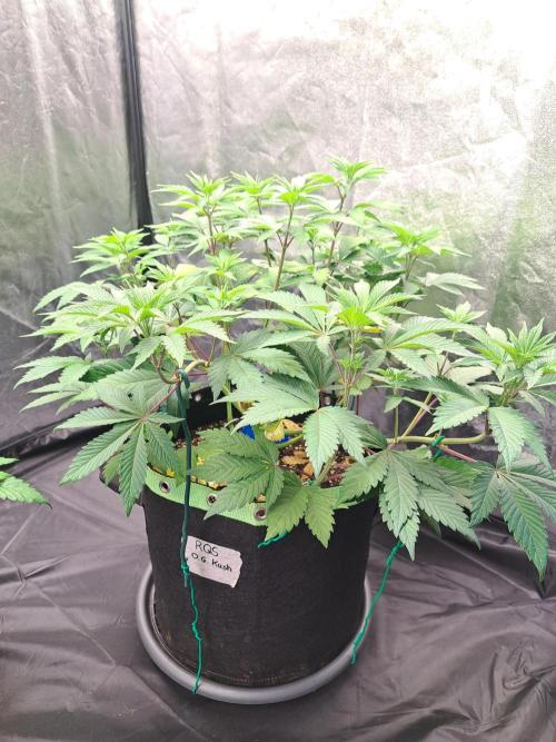 Og Kush. Week 7