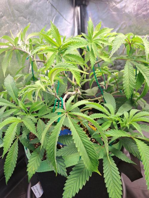 Painkiller XL 1:1. Week 9