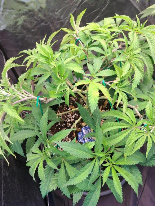 Painkiller XL 1:1. Week 9