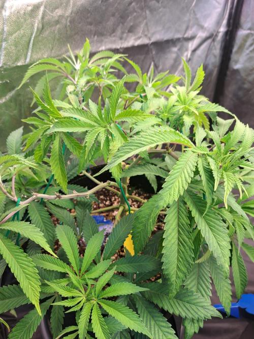 Painkiller XL 1:1. Week 9