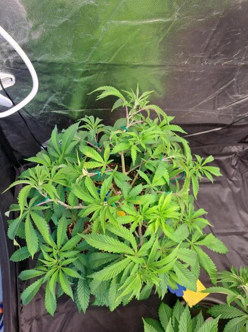 Painkiller XL 1:1. Week 9