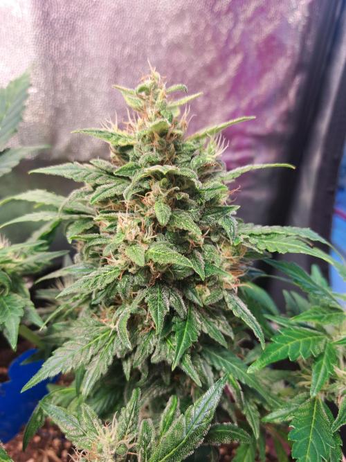 Wedding cake/nebenbei. Week 12