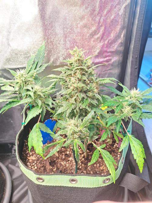 Wedding cake/nebenbei. Week 12