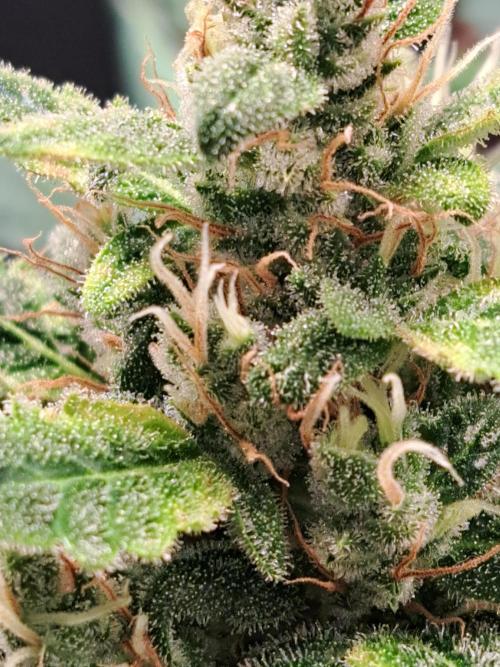 Wedding cake/nebenbei. Week 12