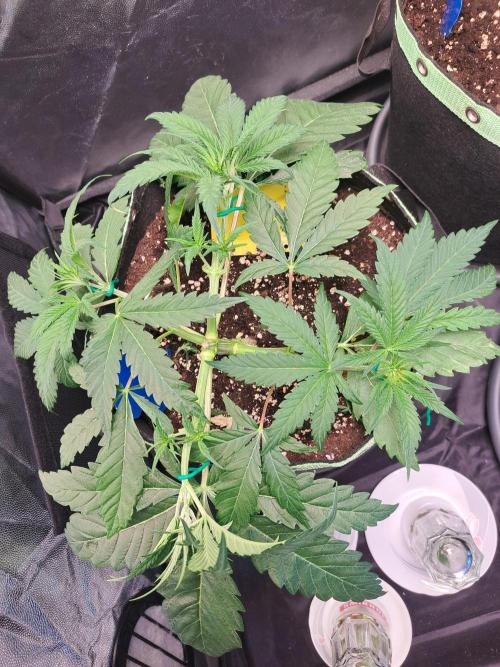 Blackberry Moonrocks. Week 5