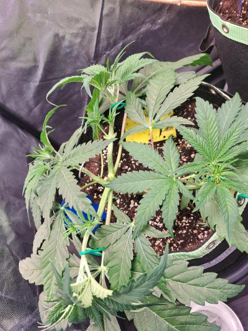 Blackberry Moonrocks. Week 5