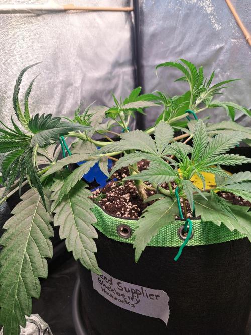 Blackberry Moonrocks. Week 5