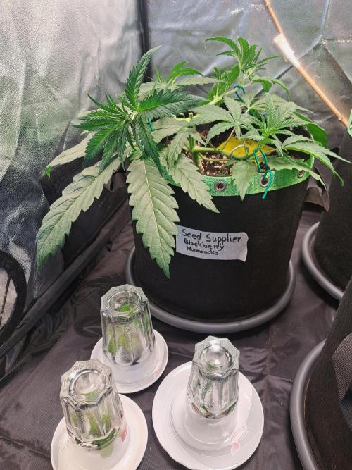 Blackberry Moonrocks. Week 5