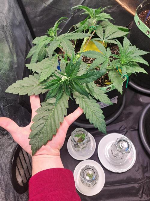 Blackberry Moonrocks. Week 5