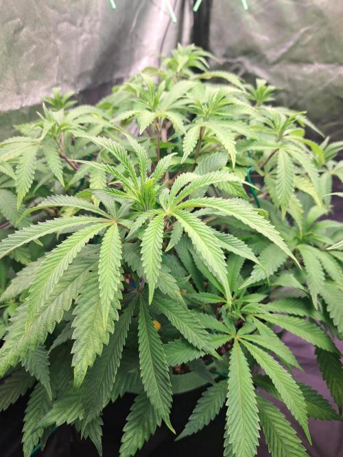 Painkiller XL 1:1. Week 10