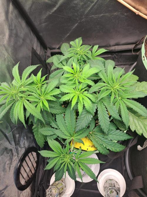 Blackberry Moonrocks. Week 6