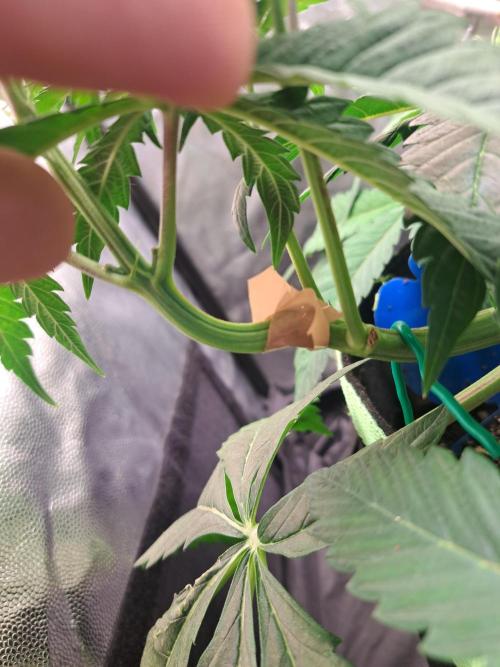 Blackberry Moonrocks. Week 6