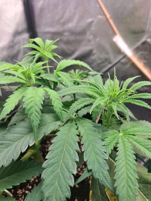 Blackberry Moonrocks. Week 6