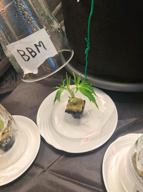 Blackberry Moonrocks. Week 6