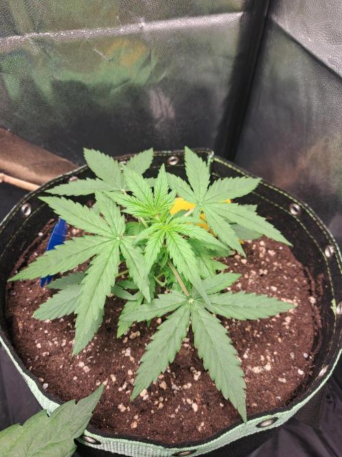 Milky way F1 auto - nebenher. Week 3