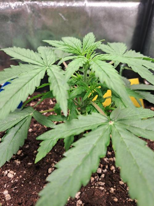 Milky way F1 auto - nebenher. Week 3