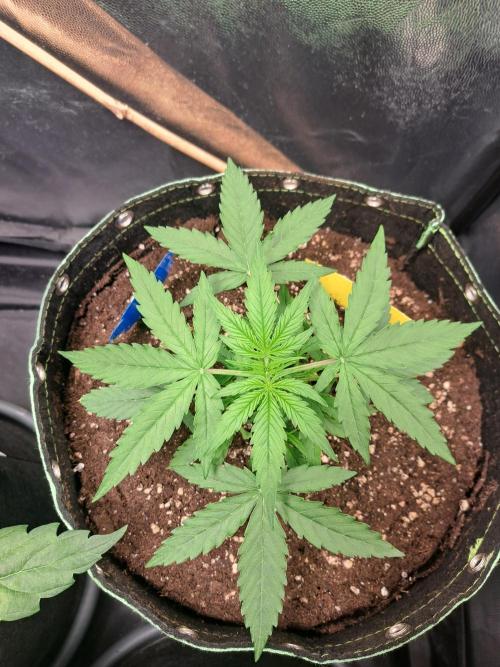 Milky way F1 auto - nebenher. Week 3