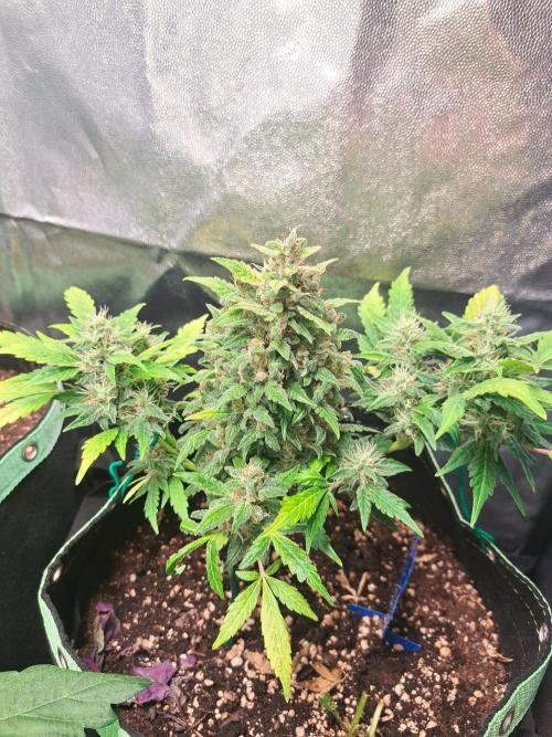Wedding cake/nebenbei. Week 13