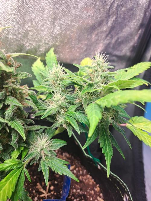 Wedding cake/nebenbei. Week 13