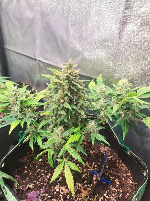 Wedding cake/nebenbei. Week 13