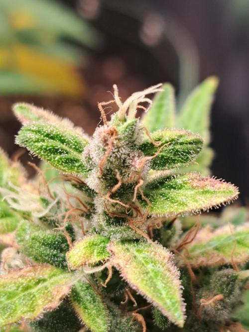 Wedding cake/nebenbei. Week 13