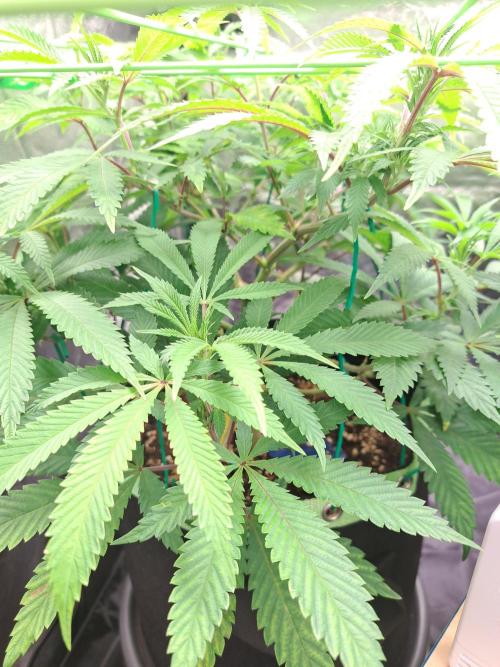 Painkiller XL 1:1. Week 11